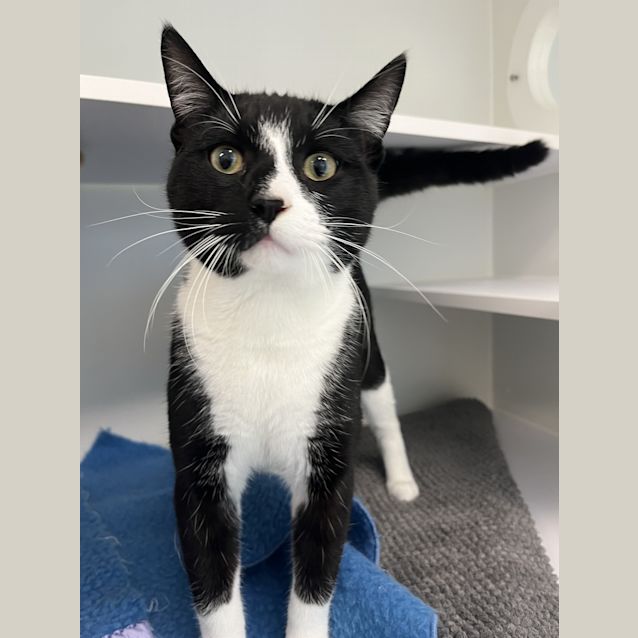 Photo of Oscar (Was Simon)