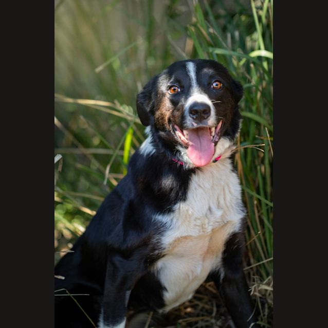 Photo of Skye