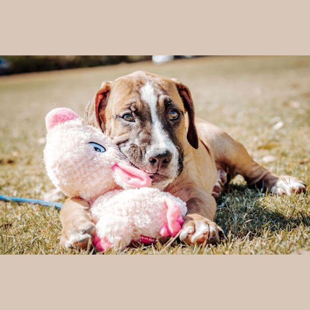 Photo of Cooper