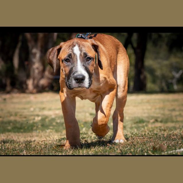 Photo of Cooper