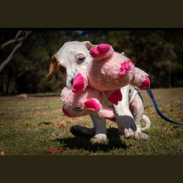 Photo of Iggy