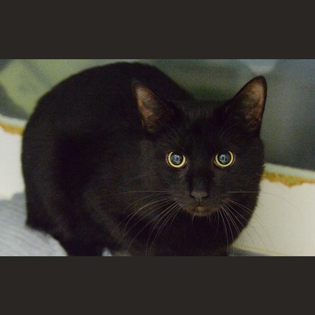Photo of Salem