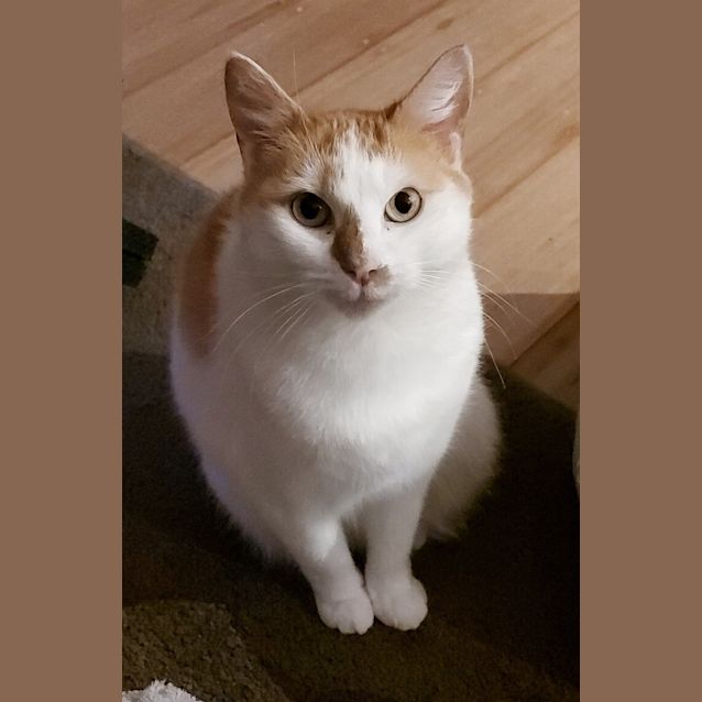 Photo of Dolly