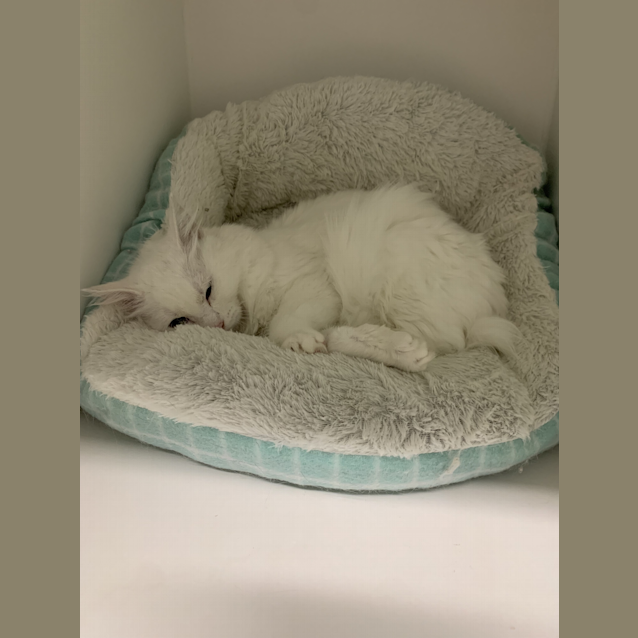 Photo of Bean