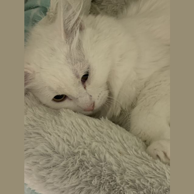 Photo of Bean