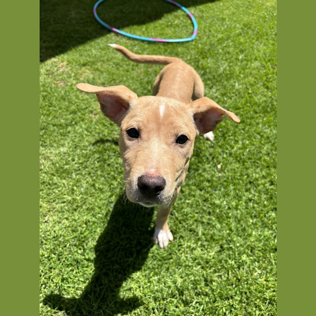 Photo of Jessie (Was Honey)