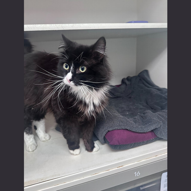 Photo of Tux