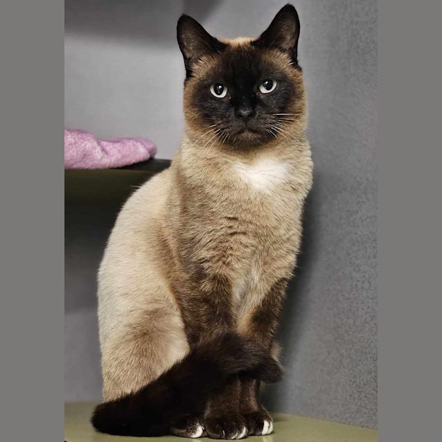 Photo of Cadbury