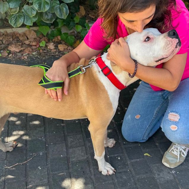 Photo of Shy Sweetie Boy Mango 