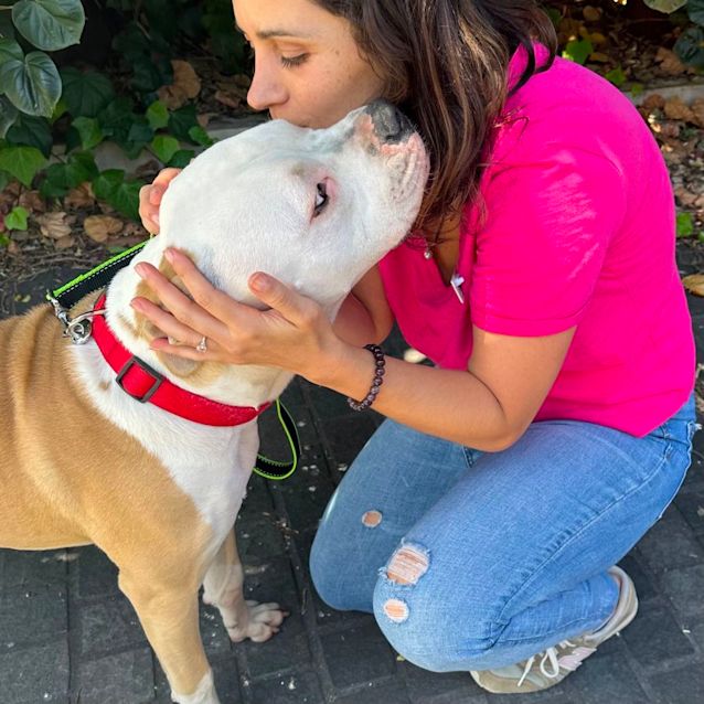 Photo of Shy Sweetie Boy Mango 