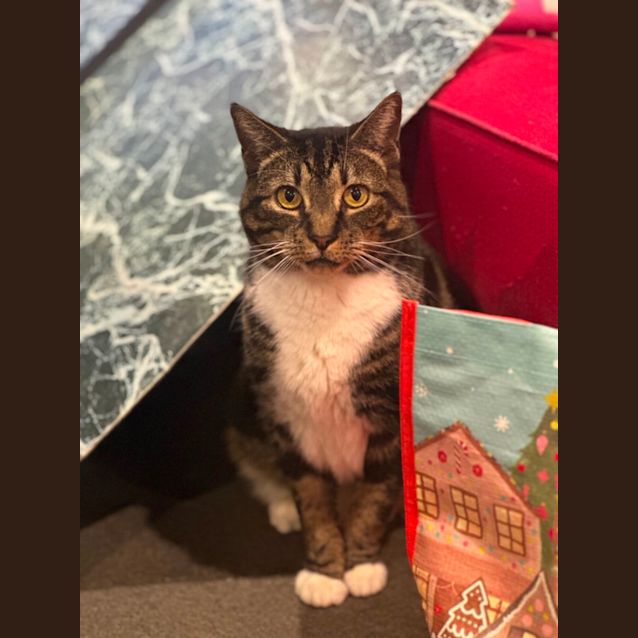 Photo of Wombat 😻🤗