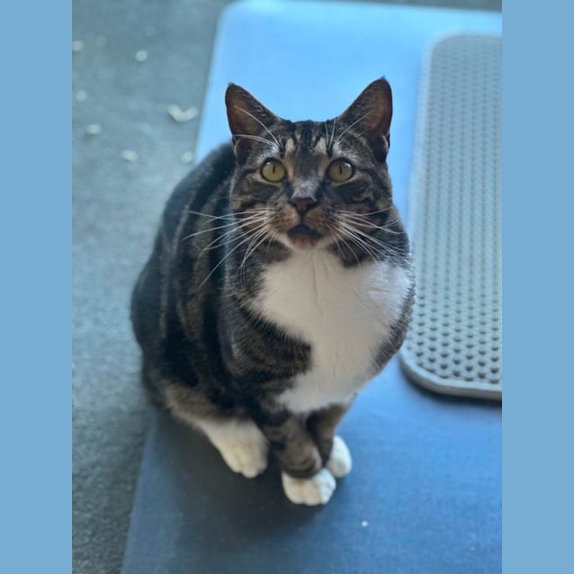 Photo of Wombat 😻🤗