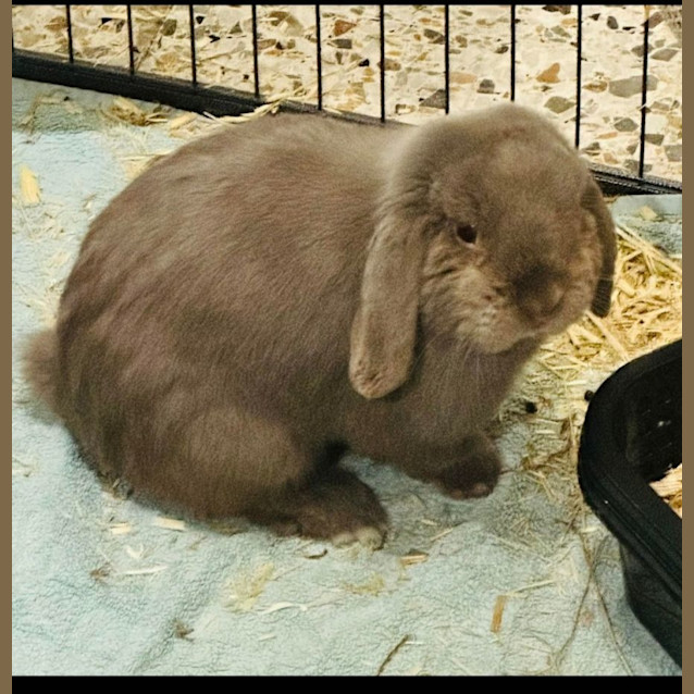 Photo of The Muffin Man