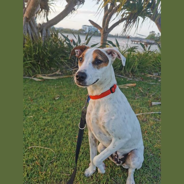 Photo of Macca  *$250 Adoption Fee*