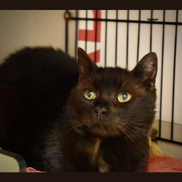 Photo of Kitty