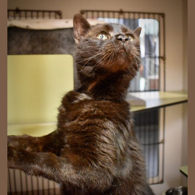 Photo of Kitty
