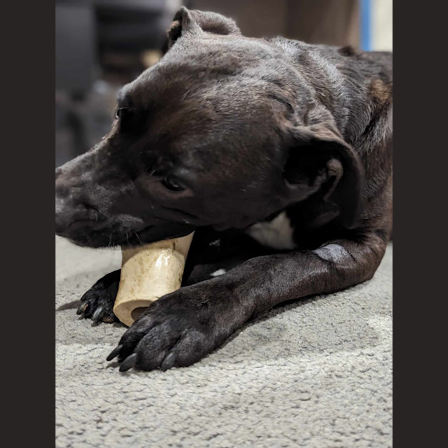 Photo of Penny 