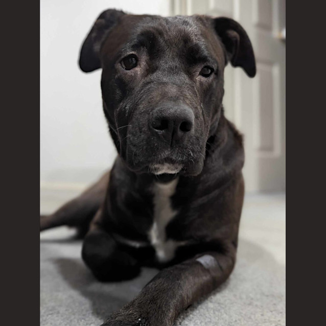 Photo of Penny 