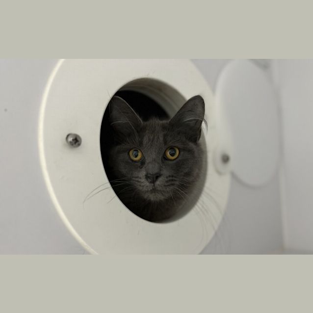 Photo of Sardine 
