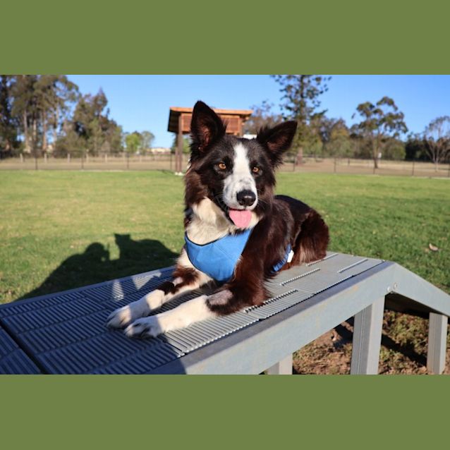 Photo of Woolley   4 Year Old Border Collie (Trial)