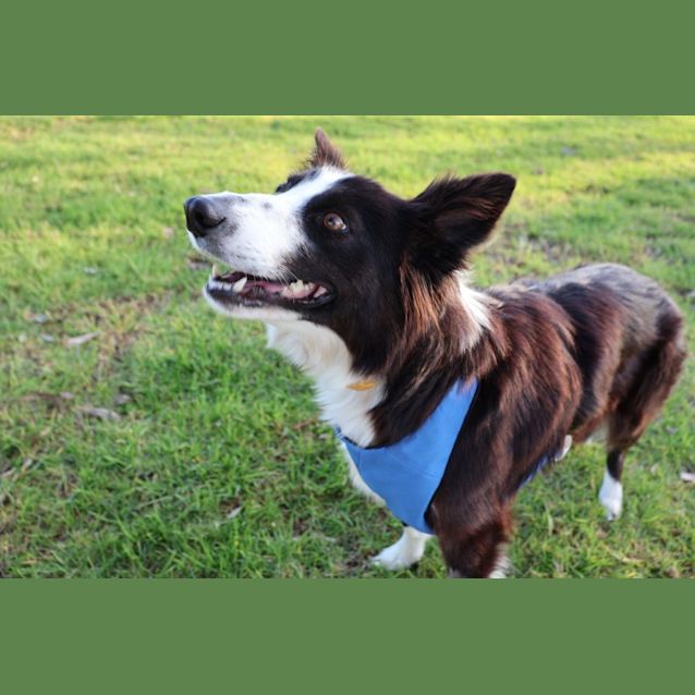Photo of Woolley   4 Year Old Border Collie (Trial)