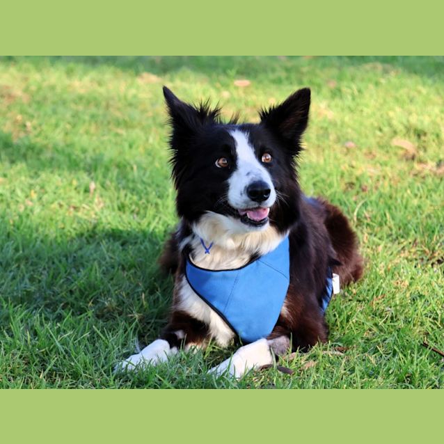 Photo of Woolley   4 Year Old Border Collie (Trial)