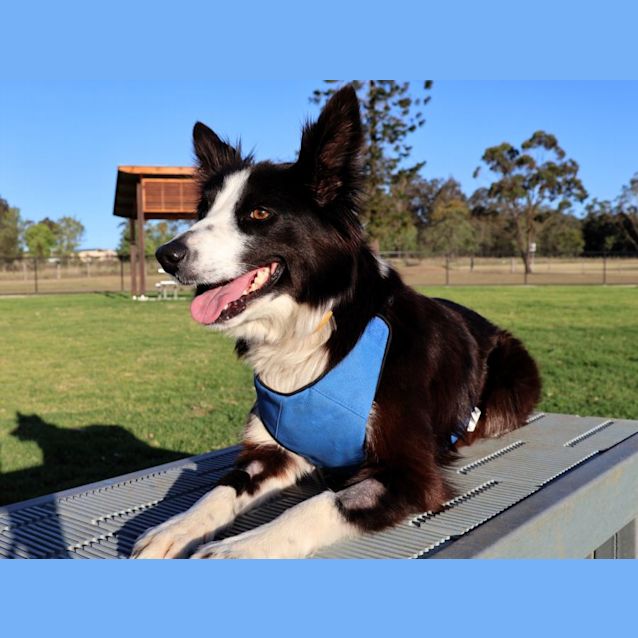 Photo of Woolley   4 Year Old Border Collie (Trial)