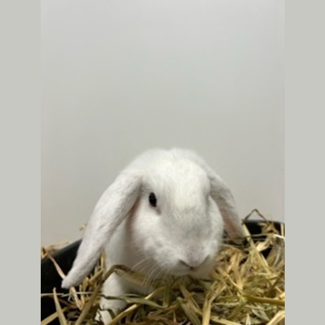 Photo of Daisy