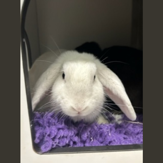 Photo of Daisy