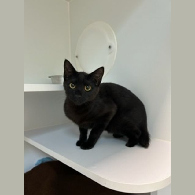 Photo of Scooter