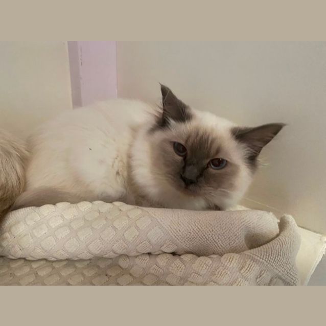 Photo of Petunia