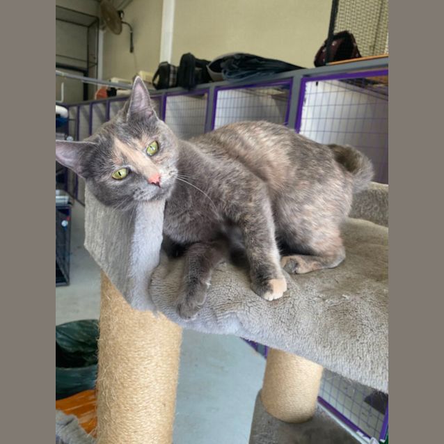 Photo of Beebee
