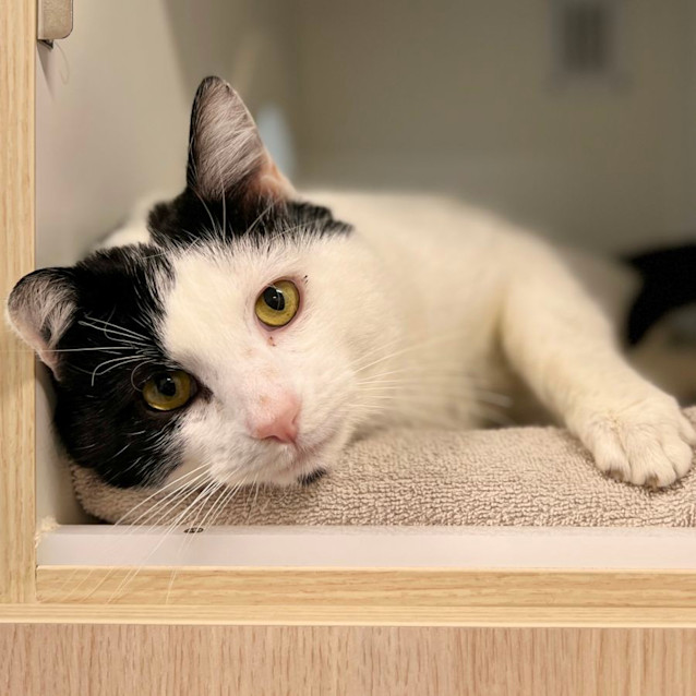 Photo of Pretty Kitty