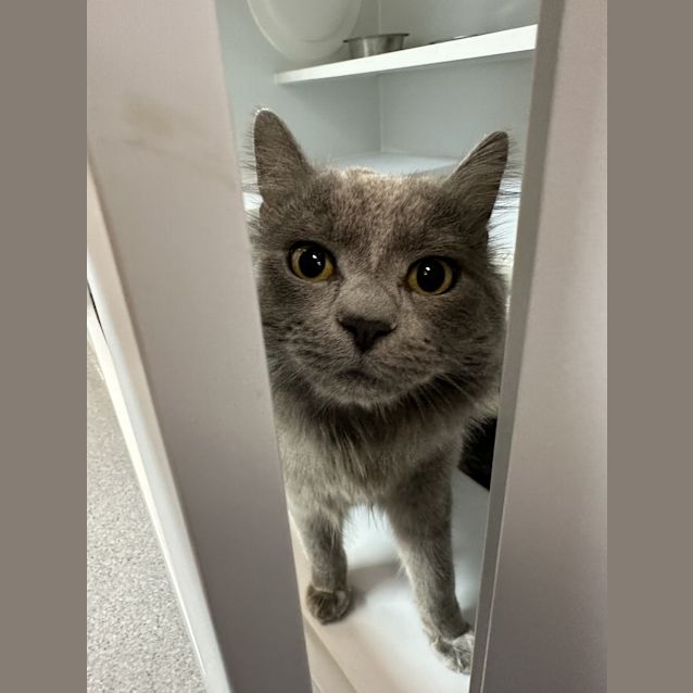 Photo of Humphrey