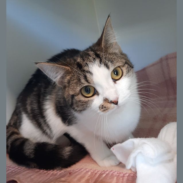 Photo of Speckle