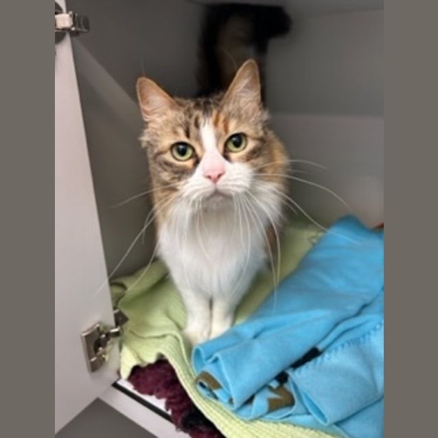 Photo of Pixel
