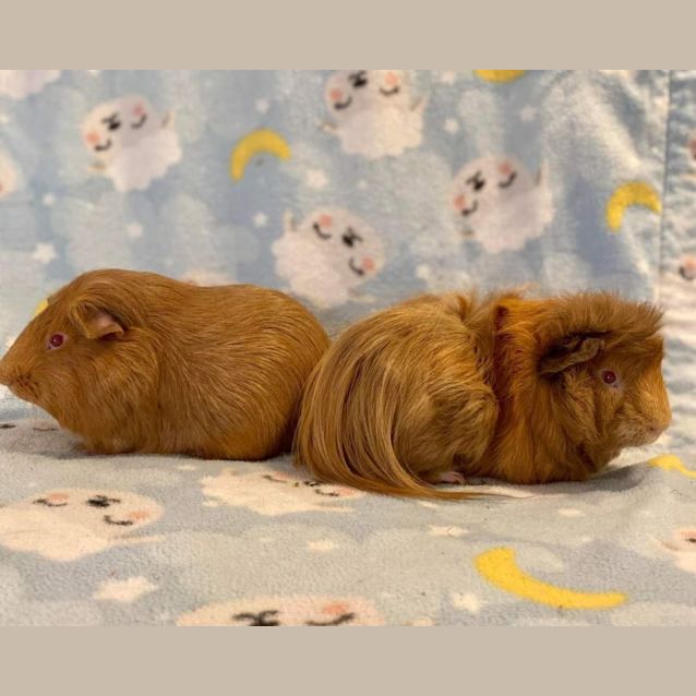 Photo of Ryder And Ned