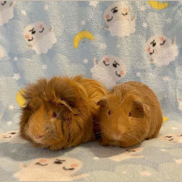 Photo of Ryder And Ned
