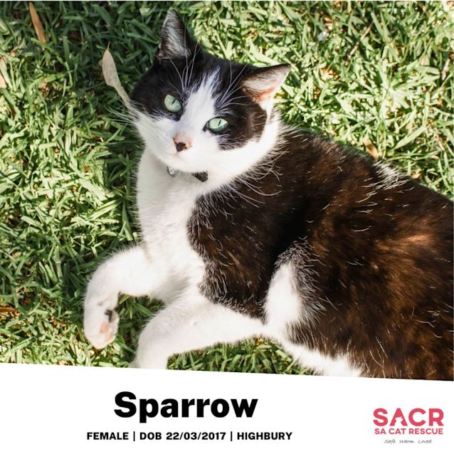 Photo of Sparrow