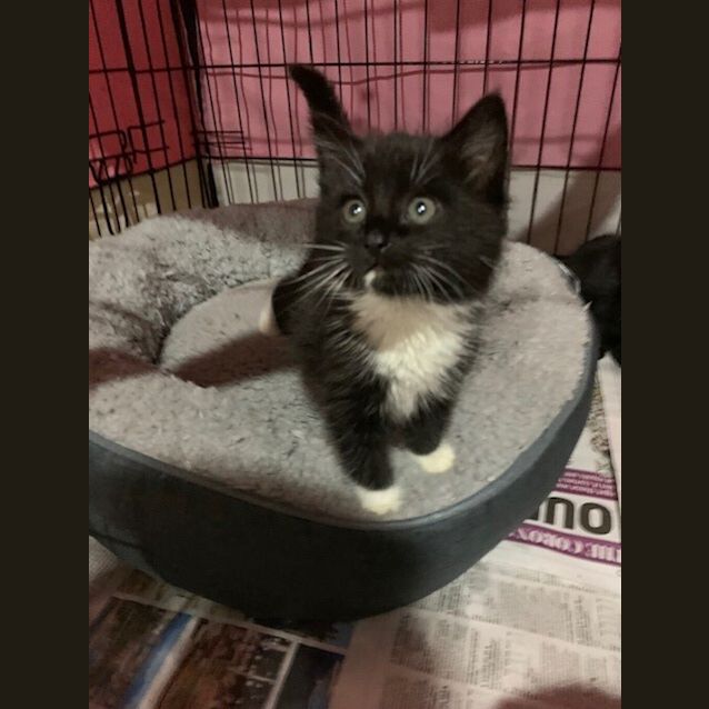 Photo of Frankie (Frankincense)