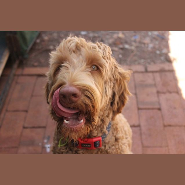 Photo of Teddy