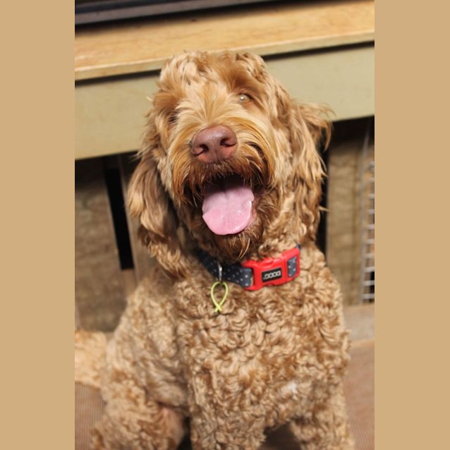 Photo of Teddy