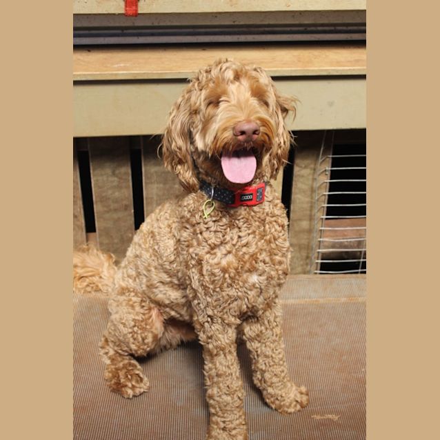 Photo of Teddy