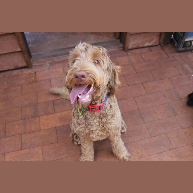 Photo of Teddy