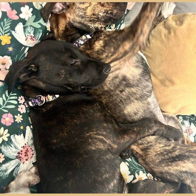 Photo of Trick 🤪🎃