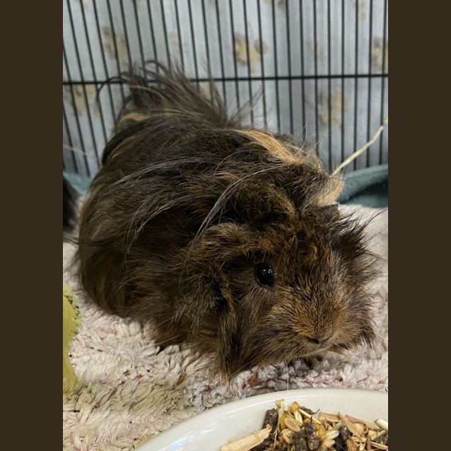 Photo of Miss Nutmeg