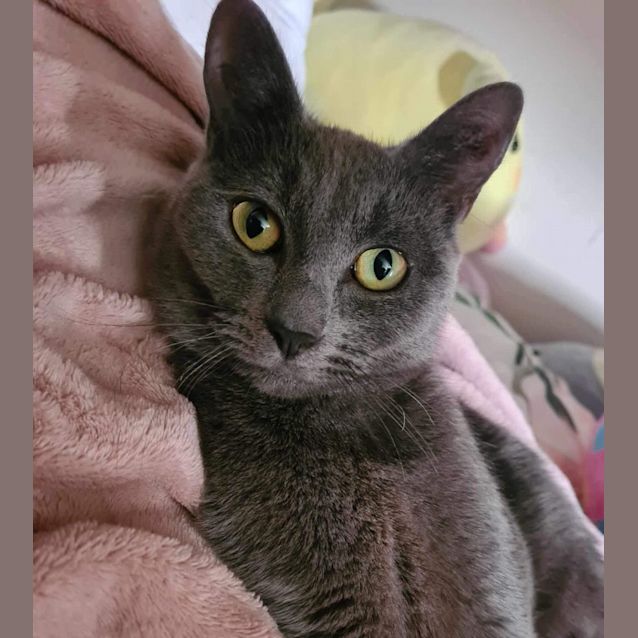 Photo of Velvet Meet Me At Petstock Dandenong