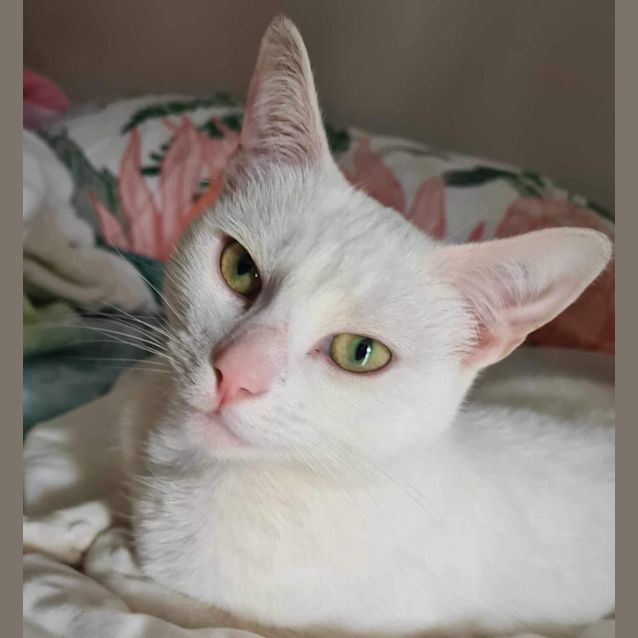 Photo of Winter Meet Me At Petstock Dandenong Store 