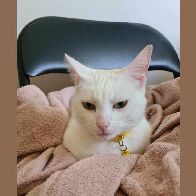 Photo of Winter Meet Me At Petstock Dandenong Store 