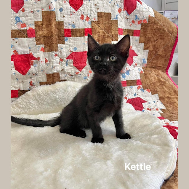 Photo of Kettle